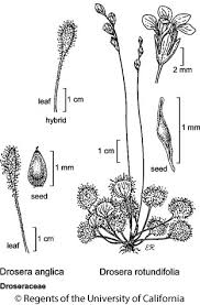 Image result for Droseraceae