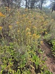 Image result for Kalanchoe lanceolata