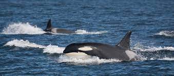 Die orcas konnten zwei mannschaften stellen und versuchten sich in den disziplinen referenten aus deutschland, israel, spanien, frankreich und slowenien wurden eingeladen und teilten ihr. Orcas Vor Danemarks Kuste Das Macht Die Wale So Besonders