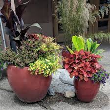 See more ideas about garden containers, planting flowers, container gardening. Container Gardening Guide Elisabeth C Miller Library