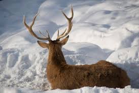 Image result for animals in winter photos