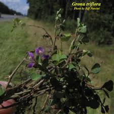 Image result for Grona triflora