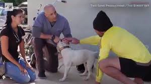 Leading chula vista & san diego in veterinary telehealth care. Meet Dr Kwane Stewart The Street Vet Who Treats Homeless People S Pets Across California For Free Abc7 Los Angeles