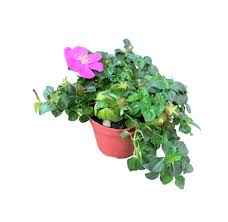 Image result for Dissotis speciosa