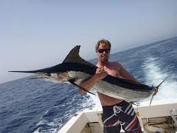Check spelling or type a new query. Cavalier Blue Marlin Fishing Charters Puerto Rico Aktuelle 2021 Lohnt Es Sich Mit Fotos