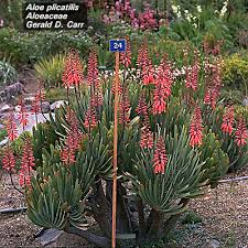 Image result for Asphodelaceae