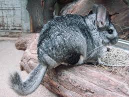 Shop for all of your pet needs at chewy's online pet store. Chinchilla Wikipedia