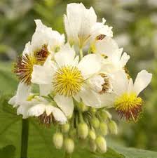 Image result for Sparrmannia