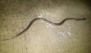 Kode alam ketemu ular di sawah 6 kali. Kode Alam Ular 4d Hari Ini