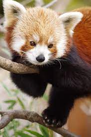 Red Panda Cute Animals Baby Animals Animals