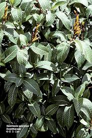 Image result for Sanchezia speciosa