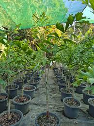 Image result for Wodyetia bifurcata