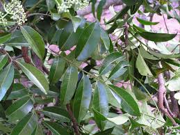 Image result for Pseudospondias