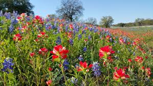 All of the texas paper wasp species have geographically limited ranges, helping with identification. How To Find Wildflowers In The Texas Hill Country