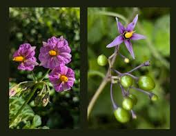 Image result for Solanum sp. A