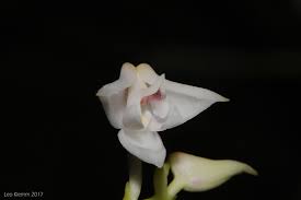 Image result for Polystachya albescens