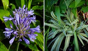 Image result for Agapanthus codii