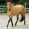 Golden buckskin twh mare trail/endurance …. Https Encrypted Tbn0 Gstatic Com Images Q Tbn And9gctpbtq Qum19ktadr61v6gnd8aztvprkkmqjdditehyqirqcy7f Usqp Cau