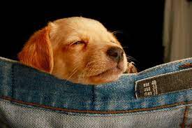yavru kopek bakimi rehberi dikkat etmeniz gereken hersey evcil hayvan pets pets and animals dogs cats love hayvan baki yavru kopek kopek evcil hayvanlar