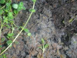 Here is what my plant looked like after i was done spraying. Gray Mold Of Bedding Plants Purdue Landscape Report