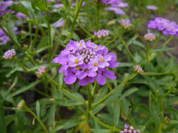 Image result for Iberis umbellata