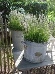 Simple Galvanized Buckets That Become Elegant When Planted With A Dwarf Olive Tree Or Fragrant French Garden Containers Container Gardening Garden Inspiration