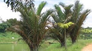 Image result for Raphia gentiliana