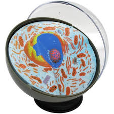 Plant & animal cell model supplies and resources i've put together an amazon idea list that has everything you need plant cells and animal cells are shaped differently and contain different parts. Plant Animal Cell Model Activity Set Xump Com