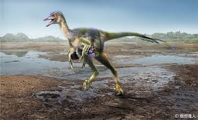 Image result for Dinophora