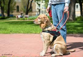 Si vous souhaitez devenir famille d'accueil, contactez le centre de formation de chiens. Animaux Devenir Famille D Accueil Une Bonne Idee