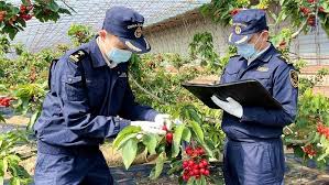 Pacific standard time and malaysia time calculator. China S Dalian Cherries Debut In Malaysia Industry News News Asia Pacific Regional Wholesale Markets Working Group Aprg