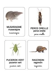 les animaux des champs et des jardins puceron vert nomenclature ragondin