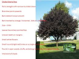 Download transparent leaf crown png for free on pngkey.com. Choke Cherry Tree Fairly Straight With Narrow Rounded Crown Branches Point Upwards Bark Reddish Brown Smooth Bark Marked By Orange Horizontal Dots On Ppt Download