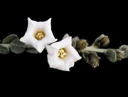 Image result for Bonamia