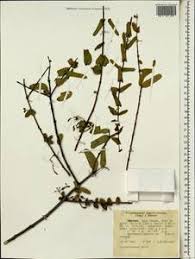 Image result for Plicosepalus sagittifolius