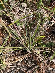 Image result for Eustachys