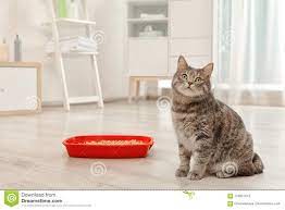 Adorable Grey Cat Near Litter Box Indoors Stock Image Image Of Kitten Adorable 124901613