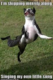 50 Best Dancing Dog Memes