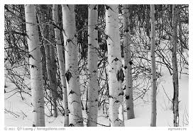 Black And White Picture Photo Trunks Of Aspen Trees In Winter Grand Teton National Park