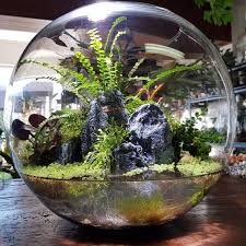 Mahmut Kirnik 3542 Succulent Terrarium Terrarium Plants