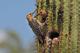 The cactus has a single deep taproot—the rest of its roots grow close to the surface of 7. Gila Woodpecker Audubon Field Guide
