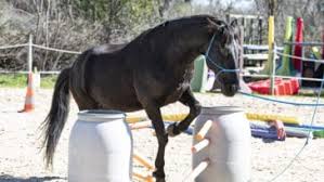 Chevaux Les 15 Aliments Les Plus Dangereux Pour Eux