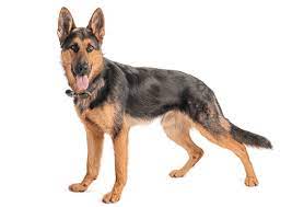 Large selection of finest puppies for sale serving nyc brooklyn, manhattan, queens, bronx, staten island, long island ny, nj, ct, ma, pa. German Shepherd Dog Puppies For Sale In Connecticut Adoptapet Com
