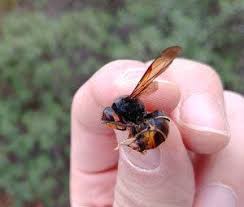 We did not find results for: Asiatische Hornisse Lexikon Der Schadlinge Vespa Velutina Erkennen
