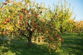 Obst und gemüse für den hund: Eigener Obstgarten Warum Sich Das Anpflanzen Lohnt