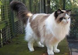 Yuk cari lebih lanjut apa yang membuat kucing ini berbeda dengan menjadi salah satu jenis kucing persia yang populer, himalaya memiliki nilai tersendiri bagi pecinta kucing. Jenis Kucing Kampung Peliharaan Persia Anggora Garfield Persia Termahal Medium Dan Harganya Kucing Ragdoll Piaraan Kucing