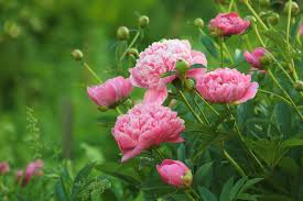 The area is on the north side of the house and gets some morning sun but western afternoon sun is nepeta walker's low is an excellent perennial that tolerates afternoon shade. These 14 Plants Thrive In The Morning Shade Happysprout