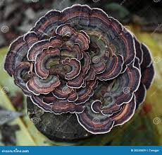 Image result for Ganoderma tsugae