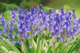 Image result for Campanulaceae