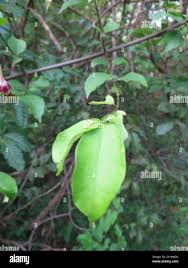 Image result for Strophanthus sarmentosus